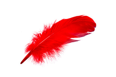 Red isolated falling feather close up. Exotic, tropical bird macro feather on white background. Fashion magazine beautiful cover, postcard concept. Color of Year 2020の写真素材