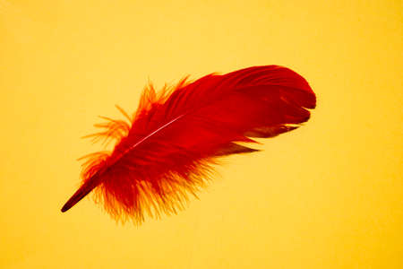 Red artificial feather close up. Exotic, tropical bird wing feather on yellow background. Fashion, ornithology magazine cover concept. Macro accessories, clothes decoration textureの写真素材