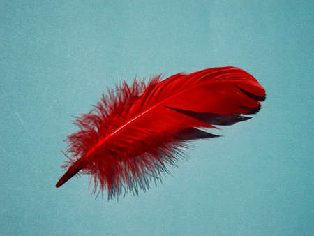 Red artificial feather close up. Exotic, tropical bird wing feather on blue background. Fashion, ornithology magazine cover concept. Macro accessories, clothes decoration textureの写真素材