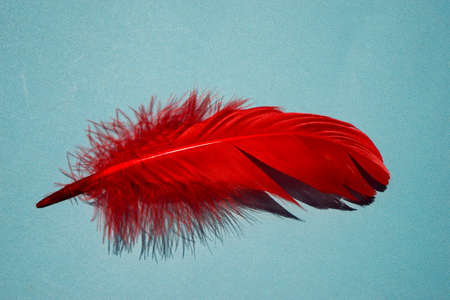 Red artificial feather close up. Exotic, tropical bird wing feather on blue background. Fashion, ornithology magazine cover concept. Macro accessories, clothes decoration textureの写真素材