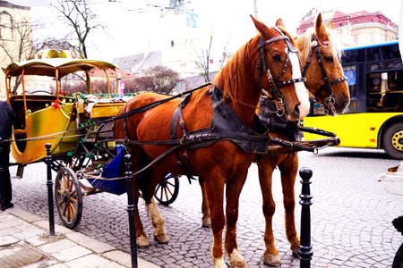 Horse carriages for walks in the historic center of the cityのeditorial素材