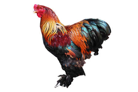 Red purebred Brahma rooster on a white backgroundの写真素材