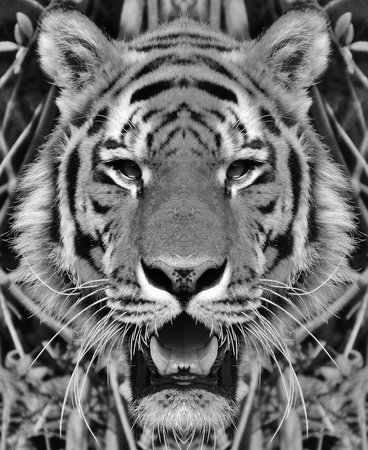 Siberian tiger portrait in black and white with high contrast.の写真素材