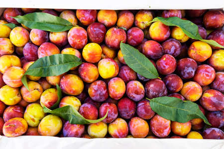 Red and yellow ripe plums in boxes on the counter for sale.Healthy Eating Conceptの写真素材
