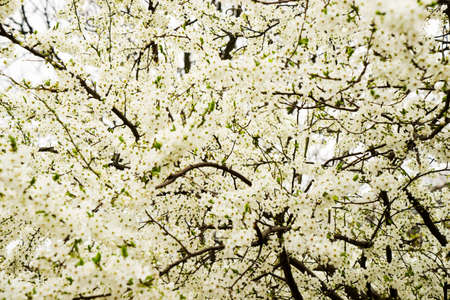 Bunches of plum blossom with white flowers .