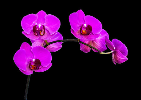 The branch of lilac orchids on a black background.の写真素材