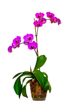 The branch of lilac orchids on a white backgroundの写真素材