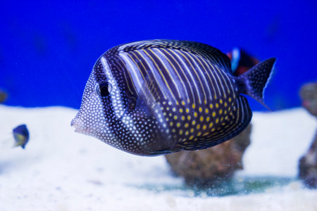 multi colored fish of different breeds swims in the aquarium.の写真素材