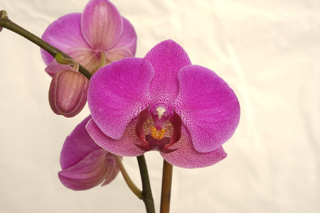 The branch of lilac orchids on a white backgroundの写真素材