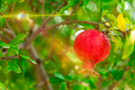 Red pomegranate on a branch under the rays of the morning sun.の写真素材