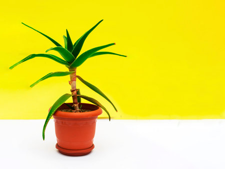 Green aloe vera leaves on yellow blurred background with space for text. Macro close-up view indoor.の写真素材