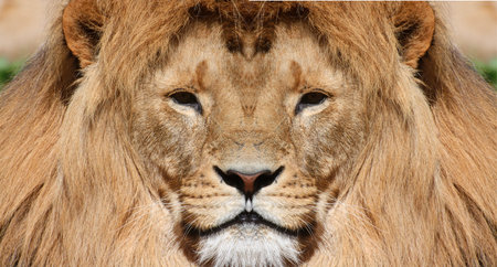 Close up beautiful portrait of an male African Lion.