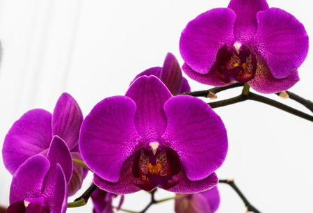 lilac , violet orchid flowers on a white background. close-upの写真素材