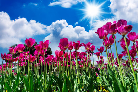 Beautiful fresh lilac tulips against a blue sky with clouds. Nature Park, spring and summer, beauty and care.の写真素材