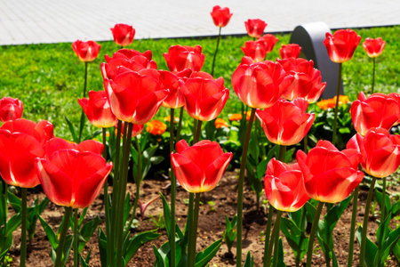 Red tulips flowers close up blooming in a park, flower bed outdoor. World Tulip Day. Tulips field, nature, spring, floral background.の写真素材