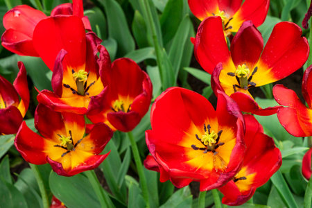 Red tulips flowers close up blooming in a park, flower bed outdoor. World Tulip Day. Tulips field, nature, spring, floral background.の写真素材