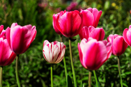 beautiful burgundy tulips grow in the park. Tulip Merlot - Blooming purple tulips in a rural garden.の写真素材
