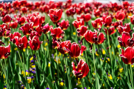 beautiful burgundy tulips grow in the park. Tulip Merlot - Blooming purple tulips in a rural garden.の写真素材