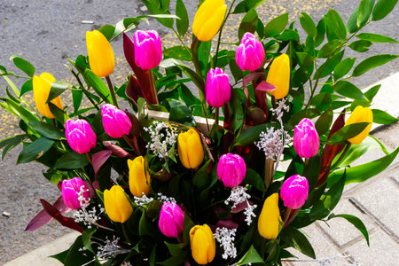 Multicolored, red, yellow, white lilac tulips on display for sale.の写真素材