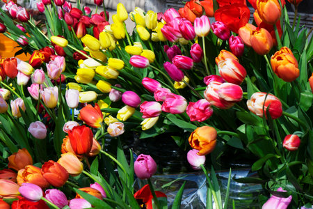 Multicolored, red, yellow, white lilac tulips on display for sale.の写真素材