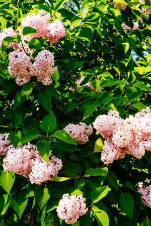 Large lilac bush in spring. Bright flowers of spring lilac bush. Spring lilac flowers close-up. Twig beautiful varietal blooming flower.の写真素材
