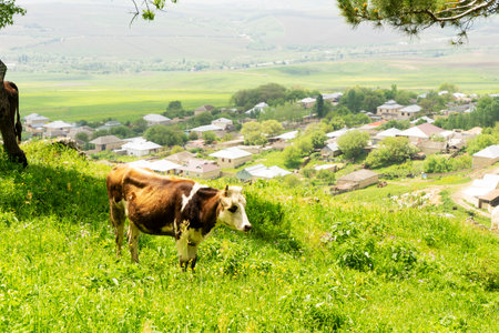 Cows on a green field and clear, blue sky. Herd of cows grazing on a green field, near an old tree. Herd of cows and flock of sheep in the background. Cows on farm. Agricultural compositionの写真素材