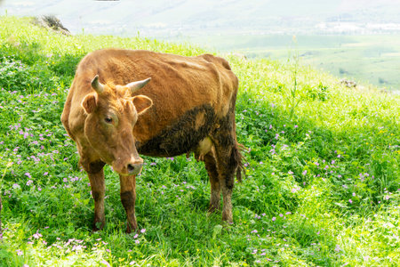 Cows on a green field and clear, blue sky. Herd of cows grazing on a green field, near an old tree. Herd of cows and flock of sheep in the background. Cows on farm. Agricultural compositionの写真素材