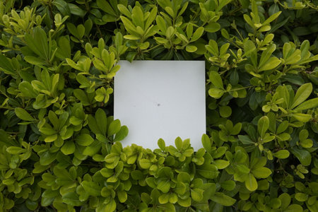 Creative layout made of green leafs with paper card note. Flat lay. Nature concept.