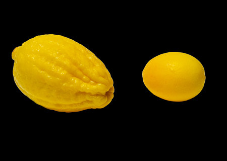 two large yellow lemons on a black background. Healthy eating