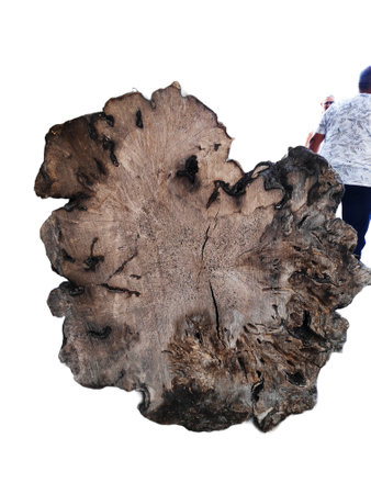 cut of a tree on a transparent background. piece of wood in cross section with wood texture pattern isolated on a white background. Detailed organic surface.の写真素材