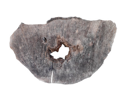cut of a tree on a transparent background. piece of wood in cross section with wood texture pattern isolated on a white background. Detailed organic surface.の写真素材