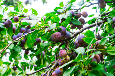 lilac sweet ripe plums hanging on trees in the garden.の写真素材