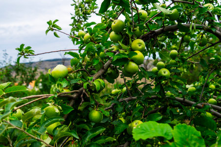 green, sweet ripe apples hanging on trees in the garden . The concept of healthy eatingの写真素材