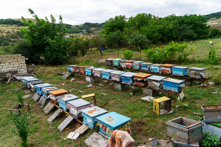 Hives of bees in the apiary. Painted wooden beehives with active honey bees. Biodiversity and...