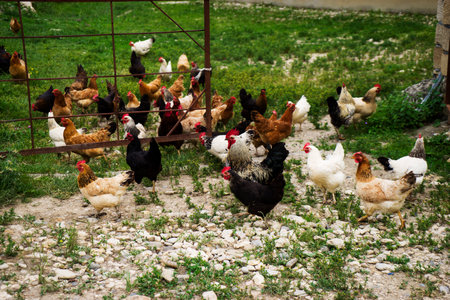 Colorful chickens and roosters of different breeds in the yard, poultry.の写真素材