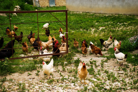 Colorful chickens and roosters of different breeds in the yard, poultry.の写真素材