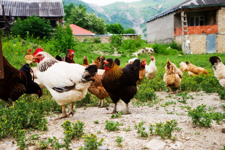 Colorful chickens and roosters of different breeds in the yard, poultry.の写真素材