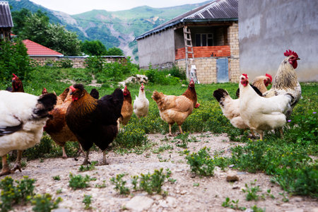 Colorful chickens and roosters of different breeds in the yard, poultry.の写真素材