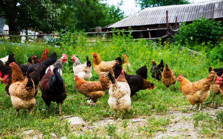 Colorful chickens and roosters of different breeds in the yard, poultry.の写真素材
