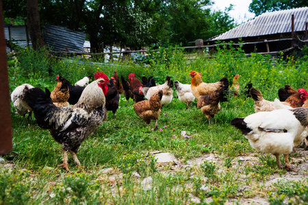 Colorful chickens and roosters of different breeds in the yard, poultry.の写真素材