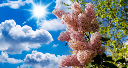 A large branch of lilac blossoms. Bright flowers of spring lilac bush. Spring lilac flowers close-up on a blurred blue sky backgroundの写真素材