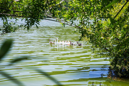 A flock of ducks and geese swim in a beautiful mountain lakeの写真素材