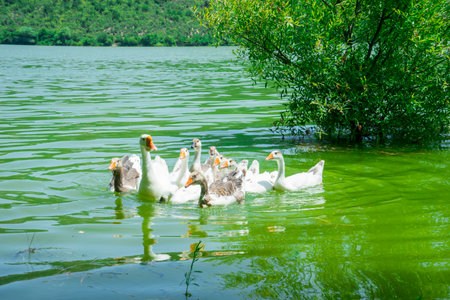 A flock of ducks and geese swim in a beautiful mountain lakeの写真素材