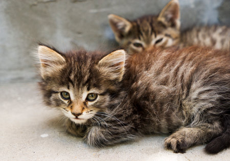 a pretty little gray kitten sitting in the yardの写真素材