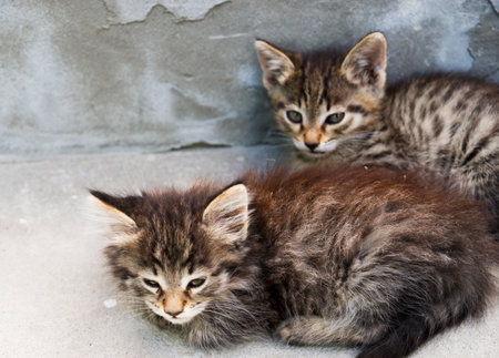 a pretty little gray kitten sitting in the yardの写真素材
