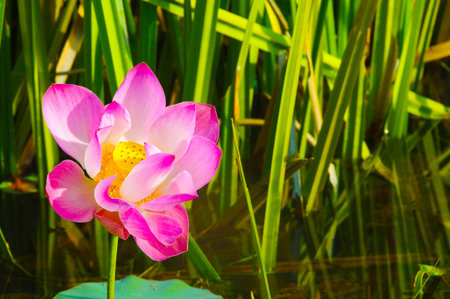 A beautiful wild waterlily or lotus flower in natural.の写真素材
