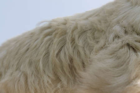 Goat Goatskin