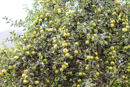 Green Apple Tree