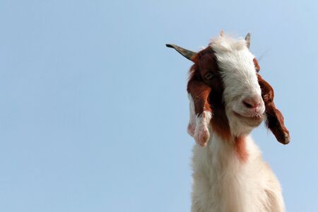 Brown Goat Funny Faceの写真素材