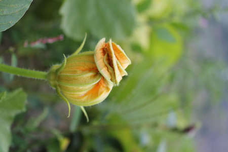 Natural Beautiful Flower Closeupの写真素材